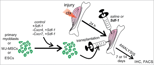 Figure 6. The experimental design of in vivo analyses.