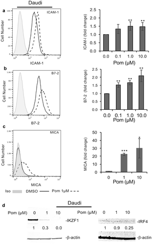Figure 6. Pom increases ICAM-1, B7-2, and MICA expression in EBV-infected Daudi cells. Daudi cells were treated for two days with DMSO control or Pom (0, 0.1 1, or 10 µM). Shown are representative histograms of each surface marker for (A) ICAM-1, (B) B7-2, and (C) MICA for cells treated with DMSO (solid line) or 1 µM Pom (dashed line). The isotype control is shown in grey. The average fold changes for these markers are shown in the bar graphs to the right. Shown on the graphs are the averages ± standard deviation from five independent experiments for ICAM-1 and B7-2, and three independent experiments for MICA. Asterisks indicate p values as follows compared to DMSO control: *p < 0.05, **p < 0.01, and ***p < 0.005. (D) Levels of IKZF1 and IRF4 in the nuclear extracts of cells treated for 2 days. β-Actin was measured as a loading control. The levels of IKZF1 and IRF4 relative to DMSO control are indicated under the blots and are relative to the DMSO treated control.