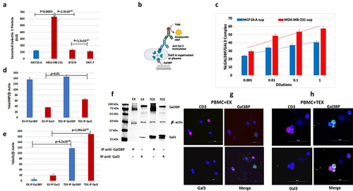 Figure 3. Formation of a complex of Gal3BP with Gal3. a. Gal3 secretion by MDA-MB-231, MCF10-A, ER+ MCF-7, and Her2+ BT474 cells. Results are expressed as mean±SD (n = 3) (two-tailed t test). b. An assay was developed to evaluate the physical interactions between Gal3BP and Gal3. c. Bars showing a linear curve shape, depending on the sample dilution. Significantly higher physical interactions between Gal3BP and Gal3 derived from MDA-MB-231 and plasma of TNBC patients cells compared to MCF10-A or plasma of healthy women in triplicate (p < 0.007). Results are expressed as mean±SD (two-tailed t-test). d. Percentage of Gal3BP protein in TEX and EX immunoprecipitated with either anti-Gal3BP or anti-Gal3 antibodies (n = 3). Results are expressed as mean±SD; p values are shown in the figure (two-tailed t test). e. Percentage of Gal3 protein in TEX or EX immunoprecipitated with either anti Gal3BP or anti Gal3 antibodies (n = 3, mean±SD) (2-tailed t test). f. Western blot analysis showing expression of Gal3 only in TEX immunoprecipitated with anti-Gal3BP. Gal3BP expression was found in EX or TEX immunoprecipitated with anti-Ga3BP. Immunoprecipitation with anti-Gal3, resulted in higher Gal3BP expression in TEX than in EX. g. Immunofluorescence of PBMCs treated with EX. CD3 (purple) expressing Gal3BP (green)/Gal3 (red) complex in EX. Scale bar = 50 μm. H. Immunofluorescence of PBMCs treated with TEX. Triple staining of Gal3BP/Gal3 complex on CD3 cells (yellow). Pictures taken under confocal microscope, nucleus stained with DAPI (blue), Scale bar = 50 μm.