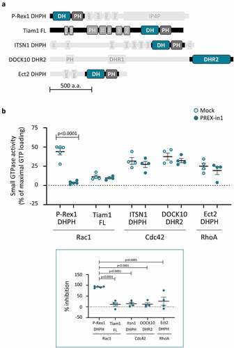 Figure 4. PREX-in1 inhibits P-Rex Rac-GEFs but not a selection of other Rho-GEFs. (a) Schematic of the domain structure of the Rho-GEFs tested, with domains used in GEF activity assays highlighted. (b) Upper panel: Recombinant Rho-GEFs or catalytic domains (100 nM P-Rex1 DHPH, 50 nM full-length Tiam1, 100 nM ITSN1 DHPH, 765 nM DOCK10 DHR2, or 500 nM ECT2 DHPH) were incubated with 10 µM PREX-in1 for 30 min (filled symbols), or were mock-treated (open symbols). Their GEF activity was then measured by liposome-based GEF assay using their respective Sf9-cell derived prenylated target Rho-GTPase (200 nM) as substrate. Rho-GTPase activity is expressed as % of maximal GTP loading in their respective EDTA positive controls. Lower panel: inhibition of Rho-GEFs by PREX-in1 is plotted using GEF activity without PREX-in1 as 0%, and basal GTP-loading of the target Rho-GTPase (without GEF) as 100%. Data are mean ± SEM of 4–5 independent experiments for each Rho-GEF protein; each dot is the mean of one experiment. Statistics are two-way (upper panel) and one-way (lower panel) ANOVA, both with Sidak’s multiple comparisons test.