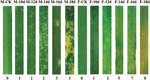 Fig. 1 (Colour online) Symptoms and infection types at different plant growth stages in resistant ‘Moro’ and susceptible ‘Fielder’ after inoculation with P. striiformis strain SRC-84. Infection type is based on a scale of 0–9. M, ‘Moro’; F, ‘Fielder’; numbers at the bottom indicate infection type while those at the top reflect number of days after inoculation.