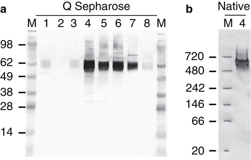 Figure 5. Purification of SLC17A3-eGFP via anion exchange chromatography, produced in the D-CF mode as shown by immunoblotting and NativePAGE. SLC17A3 was produced in the D-CF mode, subsequently purified via HiTrap Q Sepharose FF column and detected via an anti-GFP antibody. M, molecular weight marker. 1–8: Elution fractions; (1) 0 mM KCl; (2) 20 mM KCl; (3) 50 mM KCl; (4) 150 mM KCl; (5) 250 mM KCl; (6) 350 mM KCl; (7) 500 mM KCl; (8) 800 mM KCl. (a) SDS-PAGE of elution fractions. (b) NativePAGE of elution fraction number 4.
