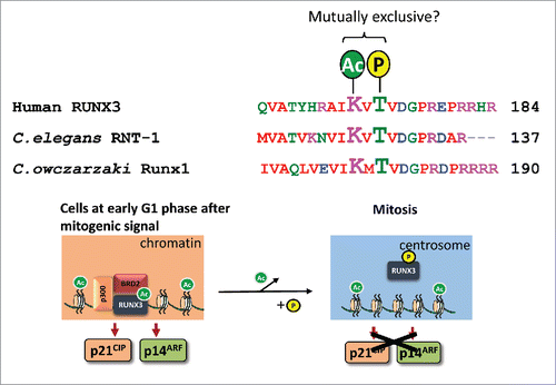 Figure 1. Proposed model for crosstalk between post-translational modifications of the highly conserved T173 and K171 residues Top, alignment of human RUNX3 with RUNX proteins from Caenorhabditis elegans and Capsaspora owczarzaki. Bottom, upon mitogenic stimulation, p300 mediates acetylation of RUNX3; acetylated RUNX3 binds to BRD2 to activate p21WAF1(CIP and p14ARF transcription during early stages of G1 phase – this is a key cellular mechanism to safeguard against persistent mitogenic signalsCitation6. As the cell cycle progresses, we propose that deacetylation of K171 results in cessation of p21WAF1(CIP and p14ARF transcription in S phase, and permits T173 phosphorylation during G2/M transition – the phosphorylated RUNX3 is released from DNA and subsequently localizes to the centrosome to license mitotic entry.