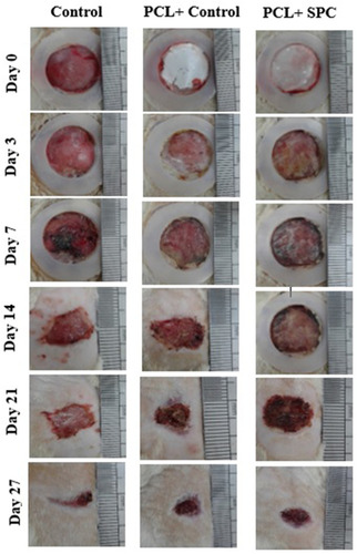 Figure 6 Representative macroscopic analysis of wounds. Sham, PCL-Control and PCL-SPC are shown at days 3, 7, 14, 21, and 27 post-wounding. Wound areas were calculated through image J software. No significant difference was observed in all experimental groups throughout the experimental study.