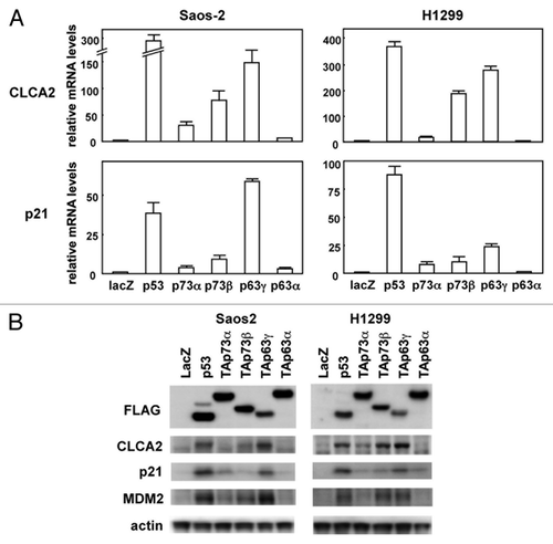 Figure 1. Upregulation of the CLCA2 mRNA and protein by the p53 family. (A) Upregulation of CLCA2 mRNA by p53 family members in human cancer cell lines. Saos-2 and H1299 cells were infected with replication-deficient recombinant adenoviruses encoding human p53 family proteins with an N-terminal FLAG epitope or the bacterial lacZ at an MOI of 25 for 24 h. CLCA2 and p21 mRNA levels were assayed using real-time PCR. Values shown are the mean ± standard error of three independent experiments normalized to their respective controls as 1. (B) Upregulation of CLCA2 protein by p53 family members in human cancer cell lines. Cells were infected with adenoviruses as described above, and an immunoblot analysis of FLAG, CLCA2, p21, MDM2 and β-actin was performed.