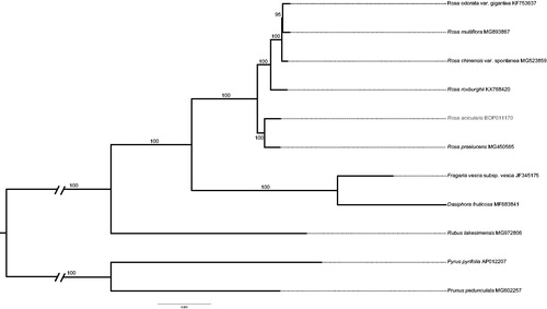 Figure 1. Phylogenetic tree based on plastid genomes using the ML method. Ultrafast bootstrap (UFBoot) values are shown above the nodes, with 1000 bootstrap replicates.