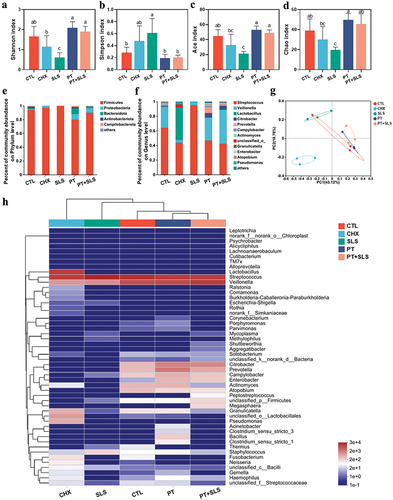 Figure 4. The effect of postbiotic toothpaste and SLS on the preformed biofilms. (a-d) the Shannon, Simpson, ACE and Chao indices of the preformed biofilms after different treatments, respectively. (e-f) Distribution of bacterial groups at the phylum and genus levels. (g) Principal coordinate analysis at the genus level for the preformed biofilms. (h) Community heatmap analysis at the genus level.