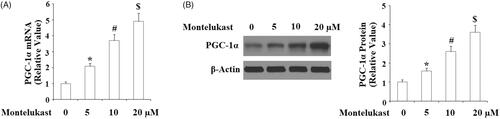 Figure 1. Montelukast treatment increased the expression of PGC-1α in Beas-2b cells. (A–B) Beas-2b cells were stimulated with montelukast (5, 10, and 20 µM) for 24 h. Expression of PGC-1α was measured (*, p < .01 vs. vehicle group; #, p < .01 vs. 5 µM montelukast group; $, p < .01 vs. 10 µM montelukast group, n = 5–6).