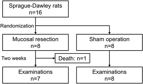 Figure 2 Flow chart of the study.