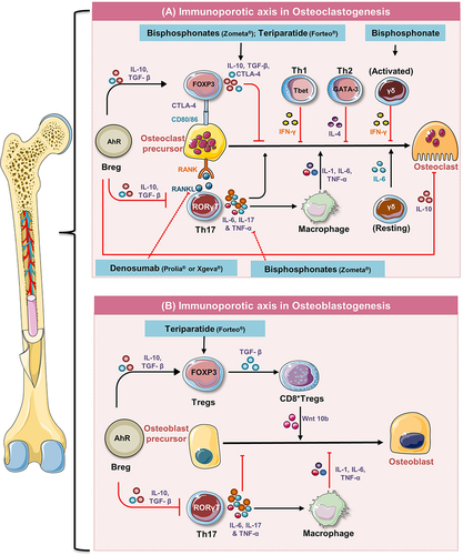 Figure 3 Immunomodulation of bone remodelling and potential therapeutic checkpoints: (A) Differentiation of osteoclasts is a multi-step process where various immune cells viz. Breg, Treg, Th1, and Th2 by producing anti-inflammatory cytokines such as IL-10, TGF-β, IFNγ, and IL-4 suppress the differentiation of osteoclasts precursors to mature osteoclasts and thus suppress osteoclastogenesis. On the contrary, by producing inflammatory cytokines Th17 enhance osteoclastogenesis either in a direct or indirect manner. (B) Tregs enhance osteoblastogenesis via CD8+ Tregs and Th17 suppress osteoblastogenesis via IL-17 cytokine or by enhancing macrophage mediated reduction of osteoblasts differentiation.