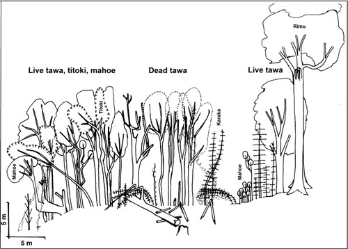 Figure 9 Profile diagram in 2006 of the Gully Transect, looking upstream (north). The solid, unnamed canopies are live tawa, and dotted canopies are standing dead tawa. The large rimu on the edge of the terrace, really 28 m tall, was showing considerable canopy dieback in 2014.