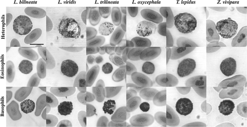 Figure 1. Heterophils, eosinophils and basophils of cells of the Laceta bilineata, L. viridis, L. trilineata, L. oxycephala, Timon lepidus and Zootoca vivipara (May–Grünwald/Giemsa stain). Scale bar: 10 μm.