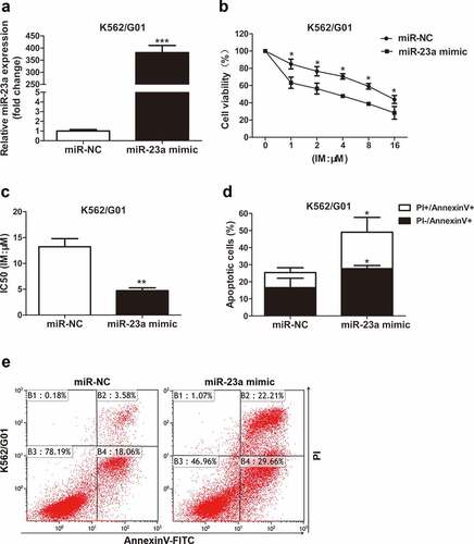 Figure 2. Sensitivity to IM after miR-23a overexpression in K562/G01 cells. (a) K562/G01 cells were transfected with an overexpression construct (miR-23a mimic) or negative control (miR-NC). The expression levels of miR-23a were detected by qRT–PCR and are displayed as fold changes in the NC-transfected cells. ***p < 0.001. A CCK-8 assay was conducted to assess the cell viability (b) and IC50 values (c) of K562/G01 cells after transfection and IM treatment. *p < 0.05, **p < 0.01. (d and e) Flow cytometry analysis of apoptosis in K562/G01 cells cultured with IM for 48 h after transfection. *p < 0.05.