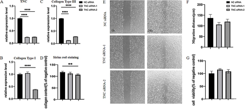 Figure 4 Cell level validation (A) Significant decrease in TNC expression level after HFF-1 transfection with TNC siRNA. (B and C) Knocking down TNC can significantly downregulate the expression of type I and type III collagen in HFF-1 (****p<0.001). (D) Sirius red staining showed that knocking down TNC could significantly inhibit the synthesis of extracellular matrix and the production of total collagen (**p<0.01). (E) Cell scratch test confirmed that knocking down TNC had no significant effect on Cell migration (p>0.05). (F) Statistical analysis chart of cell scratch experiment. (G) CCK-8 validation showed that knocking down TNC had no significant effect on cell proliferation ability (p>0.05).