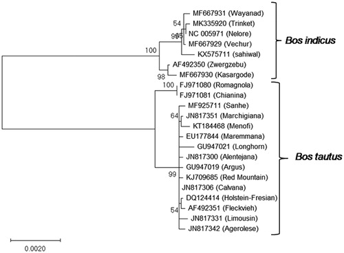 Figure 1. Phylogenetic analysis of Trinket cattle based on concatenated sequence of PCGs. Phylogenetic relationship between mtDNA sequences of Trinket cattle and other mitogenomes of cattle were analyzed using maximum-likelihood method based on the Hasegawa–Kishino–Yano model (Hasegawa et al. Citation1985). Accession numbers of cattle breeds used are as follows: MK335920 (Trinket), AF492350 (Zwergzebu), KX575711 (Sahiwal), MF667929 (Vechur), MF667930 (Kasargode), MF667931 (Wayanad), NC_005971 (Nelore), AF492351 (Fleckvieh), DQ124414 (Holstein-Fresian), EU177844 (Maremmana), FJ971080 (Romagnola), FJ971081 (Chianina), GU947019 (Argus), GU947021 (Longhorn), JN817300 (Alentejana), JN817306 (Calvana), JN817331 (Limousin), JN817342 (Agerolese), JN817351 (Marchigiana), KJ709685 (Red Mountain), KT184468 (Menofi), and MF925711 (Sanhe).