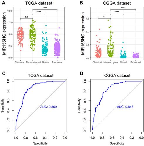 Figure 2 MIR155HG expression in different molecular subtypes in TCGA and CGGA datasets. (A and B) MIR155HG was highly enriched in mesenchymal subtype glioma. (C and D) MIR155HG could serve as a biomarker to predict mesenchymal subtype glioma. **p < 0.01; ****p < 0.0001.