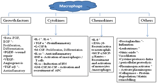 Figure 3. Macrophages and cytokine production detected in ovary*.