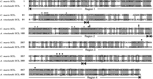 Fig. 1. Amino acid sequences of ICLs from A. vinelandii and C. maris.Note: Letters in gray boxes indicate conserved amino acid residues between the two ICLs, and boxed letters indicate amino acid residues exchanged by site-directed mutagenesis in this study. The amino acid residues involved in binding with substrates, glyoxylate (○) and succinate (●), and the metal ion (Δ), and the tetrameric assembly of the enzyme protein (▲) in the E. coli ICL are indicated.