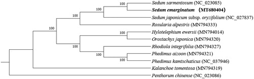 Figure 1. Phylogenetic relationships of Sedum emarginatum based on complete chloroplast genome sequences. Bootstrap percentages and GenBank accession numbers are indicated for each branch and taxon, respectively.