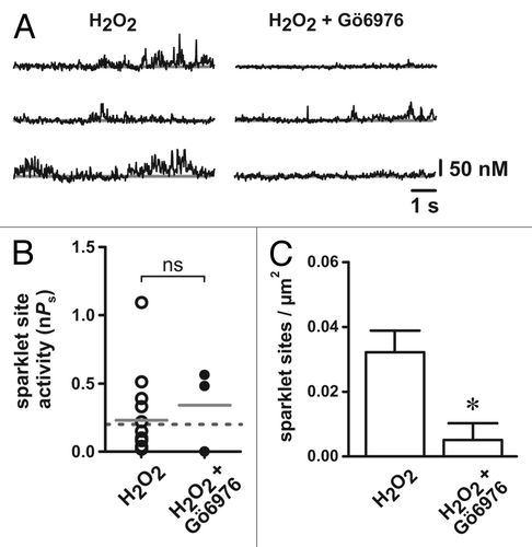 Figure 2. Inhibition of protein kinase C catalytic activity with Gö6976 prevents H2O2-dependent stimulation of arterial smooth muscle L-type Ca2+ channels. (A) Representative traces showing the time course of Ca2+ influx in the presence of H2O2 (100 µM; left) and in the presence of H2O2 plus Gö6976 (100 nM; right). (B) Plot of L-type Ca2+ channel sparklet site activities (nPs) in the presence of H2O2 and in the presence of H2O2 plus Gö6976. (n = 5 cells each). The solid gray lines are the arithmetic means of each group and the dashed line marks the threshold for high-activity Ca2+ sparklet sites (nPs ≥ 0.2). (C) Plot of the mean ± SEM L-type Ca2+ channel sparklet site densities (Ca2+ sparklet sites/µm2) in the presence of H2O2 and in the presence of H2O2 plus Gö6976. (n = 5 cells each). * p < 0.05