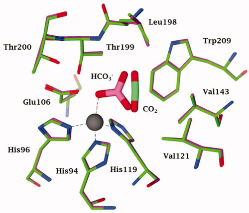 Figure 1. Active site view of the superimposed hCA II adducts with its main substrates: CO2 (green, pdb 2VVA) and bicarbonate (pink, pdb 2VVB) Citation24. The zinc ion is shown as a grey sphere with its three coordinated protein ligands (green/red), His94, 96 and 119. Amino acid residues involved in the binding of the substrates/inhibitors, at the bottom of the active site, are also shown.