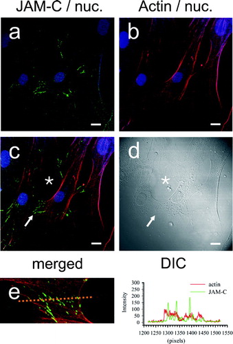 Figure 7 JAM-C topography in dermal fibroblasts in relation to the actin cytoskeleton. Staining for JAM-C protein was achieved using polyclonal antibodies and nuclei detected using TOTO-3, as for Figure 6. For visualization of the actin cytoskeleton, the actin filaments were labeled with Alexa-568 conjugated phalloidin. Nuclei are blue in all panels. A, JAM-C, detected with Alexa-488 conjugated secondary (green); B, actin staining (red); C, merged JAM-C and actin images; (→) JAM-C at cell–cell contacts; (*) JAM-C absence from the “free” termini of actin filaments. D, corresponding DIC image. E, line scan through zipper junctions and corresponding histogram. Images were analyzed using Zeiss LSM Image Examiner™ software. All panels were collected and displayed utilizing identical signal detection/gain settings. Scale bars, 10 μm.