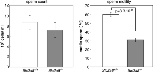 Figure 5.  GLUT8 is required for normal sperm motility. Sperm count and sperm motility from Slc2a8+/ +  and Slc2a8−/ −  mice. Spermatozoa were isolated from epididymal tissues of 10–12 weeks old Slc2a8+/ + and Slc2a8−/ −  mice and counted (left panel), and their mobility was analyzed as described in Materials and Methods (means±SEM from 6 mice of each genotype).