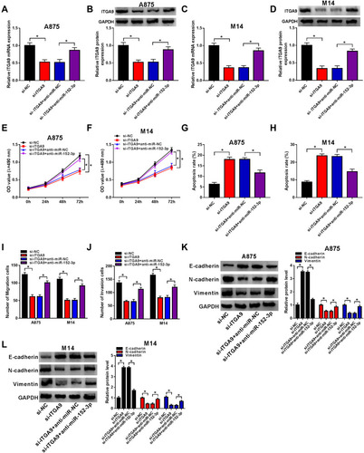 Figure 6 Down-regulation of miR-152-3p mitigated si-ITGA9-induced effects on proliferation, apoptosis, metastasis and EMT in melanoma cells. (A–D) The level of ITGA9 was detected by qRT-PCR and Western blot in A875 cells (A and B) and M14 cells (C and D). (E and F) MTT was adopted for the determination of cell proliferation. (G and H) Flow cytometry was utilized for measurement of cell apoptosis. (I and J) Transwell assay was used for evaluation of cell migration and invasion. (K and L) Western blot was exploited to examine the levels of E-cadherin, N-cadherin and Vimentin in A875 and M14 cells. *P< 0.05.