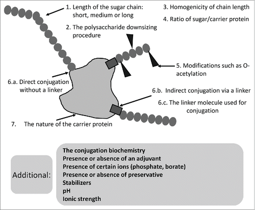 Figure 1. Elements that can have an impact on the immunogenicity of meningococcal glycoconjugates.