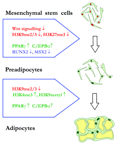 Figure 1. Developmental trajectory leading to fat containing adipocytes. Signaling cascades are presented between each stage and presented as either increasing (up arrows) or decreasing (down arrows). Molecular events that facilitate progression along the downward path to adipocytes are presented in green. Stem cells and pre-adipocytes are phenotypically similar but distinguishable by changes in their molecular signature as presented by different colored nuclei.