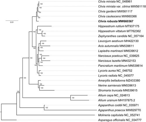 Figure 1. Maximum likelihood (ML) tree based on the complete chloroplast genome sequences of C. robusta and other 23 species, using Asparagus officinalis (Asparagaceae) as the outgroup. Bootstrap values are indicated at the nodes.