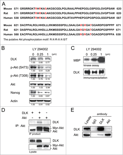 Figure 4. Inhibition of PI3K/Akt signaling increases DLK activity in D3 ES cells. (A) DLK has conserved Akt putative phosphorylation sites in mouse, human, and rat. Mouse, rat and human DLK protein sequences were aligned with CLUSTAL 2.0.12 multiple sequence alignment program.Citation58 Two putative Akt phosphorylation sites in C-terminal of mouse DLK protein are located at Serine 584 and Threonine 659. (B) LY-294002 treatment down-regulated Akt activity and expression of Nanog protein. Western blotting was performed to detect DLK, phospho-Akt at S473, phospho-Akt at T308, total Akt, Nanog and actin after D3 mouse ES cells were treated with 0, 0.25 and 1.0 μM of LY-294002. Under the same condition, (C) DLK activity increased does-dependently upon the treatment of LY-294002. Western blotting and kinase assay using MBP as substrates were carried out as DLK protein was immunoprecipitated. (D) DLK interacted with Akt in the overexpression system. Akt immunoprecipitated products from lysates of mouse ES cells overexpressed DLK, Akt, or DLK plus Akt were hybridized with DLK and Akt antibody in Western blotting analysis. (E) The interaction between endogenous DLK and Akt was demonstrated by co-immunoprecipitation assay. After DLK or Akt protein was immunoprecipitated from D3 mouse ES cells, the co-immunoprecipitated proteins were identified by Western blotting and interaction between endogenous DLK and Akt was demonstrated. The rabbit IgG was used as negative control in the experiment.