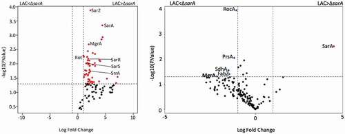 Figure 10. Differential protein binding to the spl (left) and the aureolysin (right) promoters in LAC versus the isogenic ΔsarA mutant. Volcano plots were generated based on fold-change of protein levels using the averaged spectral counts from biological triplicates. The x-axis indicates a log2 fold-change, and the y-axis indicates −log10 p-value based on the Student’s t-test. The horizontal line indicates a p-value <0.05, and the vertical lines represent a fold-change >2. Proteins in which the abundance was reduced to a statistically significant degree in ΔsarA lysates compared to wild-type lysates are shown as red dots in the upper right quadrant, whereas those that were present in increased amounts are shown as blue circles in the upper left quadrant. Black dots indicate proteins for which differences in abundance were not statistically significant