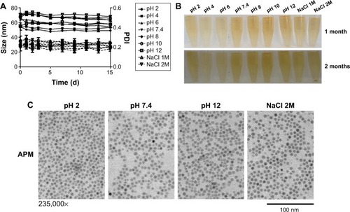 Figure 3 APM stability under ascending pH.Notes: (A) Size and PDI of APM in a range of pH conditions; (B) APM integrity shown after 1- or 2-month storage period; and (C) TEM of APM after 1-month storage are illustrated.Abbreviations: APM, ALN-PEG-coated magnetite; PDI, polydispersity index; TEM, transmission electron microscopy; NaCl, sodium chloride; ALN, alendronate; PEG, polyethylene glycol.