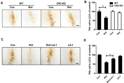 Figure 8 CR3 deficiency or LA-1 treatment alleviates rotenone-induced degeneration of LC/NE neurons in mice. (A) Immunohistochemistry with an anti-TH antibody was performed to stain LC/NE neurons of rotenone-intoxicated WT and CR3−/- mice, and representative images are shown. (B) Quantification of the number of THir neurons. Results were mean ± SEM from five to six mice for each group and were analyzed by two-way ANOVA (F(3,19) = 6.923, P = 0.002, post hoc analysis by Tukey’s multiple comparisons test). (C) Immunohistochemistry with an anti-TH antibody was performed to stain LC/NE neurons of rotenone-intoxicated mice with or without LA-1 treatment, and representative images are shown. (D) Quantification of the number of THir neurons. Results were mean ± SEM from five mice for each group and were analyzed by one-way ANOVA (F(3,16) = 27.527, P = 0.000, post hoc analysis by Tukey’s multiple comparisons test). **P<0.01; Scale bar = 100 μm.
