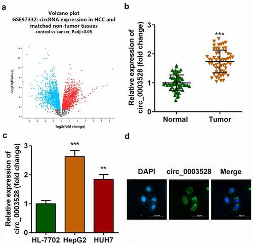 Figure 1. Circ_0003528 is upregulated in HCC.(a) Volcano map of differentially expressed circRNAs in HCC clinical samples. Expression of circ_0003528 in (b) HCC tissues and (c) cells. (d) Location of circ_0003528 in HCC cells accessed from FISH. **p< 0.01, ***p< 0.001.