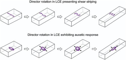 Figure 1. (Colour online) Deformation-dependent director rotation leading to alternating shear stripes or large-strain auxetic response in LCEs [Citation28].