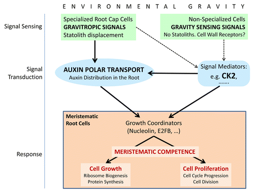 Figure 2. Schematic model of the main factors and functional processes playing a role in the regulation of the functionality of meristematic cells by environmental gravity. Solid arrows represent experimentally supported connections, whereas dashed arrows indicate suitable processes, compatible with experimental data, but still pending of further investigation for their demonstration. The scheme is based on a previously published model.Citation9 Sensing of the parameters of the gravity vector (magnitude, direction) may occur in different cellular types of the root by different mechanisms. In cells of the columella, in the root cap, gravity induces displacement (sedimentation) of statoliths, which is a requisite for establishing the gravitropic growth of the root. In fact, those environmental alterations which do not change the statolith position do not result in gravitropic changes. Gravitropic signals are transduced from the root cap to other regions of the root, resulting in alterations of the polar auxin transport. The mechanism of transduction of this signal is not totally understood and not all the mediators of this process have been experimentally identified. However, it is well known that the levels of auxin in root meristematic cells regulate the rates of cell growth and proliferation and establish the close coordination of these functions, that is, meristematic competence. In root cells other than columella cells, gravity can be sensed by mechanisms different from the statolith sedimentation. This alternative mechanism of gravity sensing can also be functional in proliferating in vitro cultured cells. Interestingly, in absence of statolith displacements, the effects of gravity alteration on cell growth and proliferation also produce the disruption of meristematic competence. Furthermore, this effect may occur in absence of any alteration of auxin levels, as it is the case of cells in culture. Whereas cell wall has been proposed as a gravity receptor,Citation28 mediators of the transduction of gravity mechanosignal sensed in this way are experimentally unknown. The protein kinase CK2 is proposed as a candidate to be part of this scheme in view of the experimental findings that put it in close relationship with some physiological and cellular processes involved, such as polar auxin transport, ribosome biogenesis, and cell cycle.
