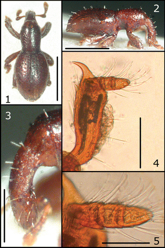 Figures 1–5 Anonyxmolytes lilliput, holotype. Body (1–2); rostrum (3). Paratype ♀: fore tibia (4) and detail of fore tarsus (5). Bars: 1–2 = 0.5 mm; 3 = 0.2 mm; 4 = 0.1 mm; 5 = 50 µm.