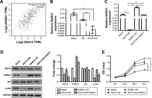 Figure 4 RAB31 is a potential target gene for RAI14.