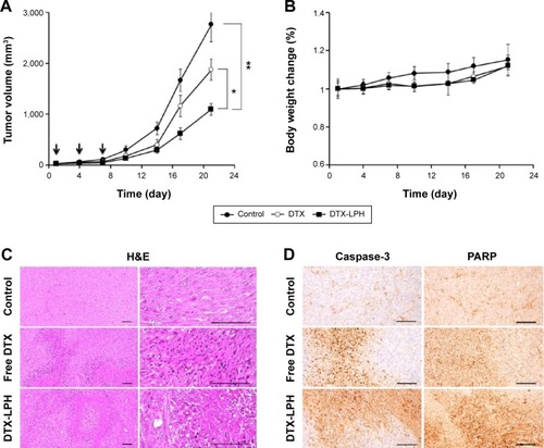 Figure 8 In vivo antitumor activity in SCC-7 bearing nude mice treated with free DTX (○) or DTX-LPH nanoparticles (■).Notes: (A) Tumor growth curves showing changes in tumor volume *P<0.05, **P<0.01. The downward arrow represents administration time points. (B) Alteration in body weight of SCC-7 bearing nude mice. (C) Representative histopathological images of tumor mass were examined by hematoxylin and eosin staining. (D) Immunohistochemical images of representative tumor tissues stained with Caspase-3 and PARP antibody. Scale bars = 120 μm.Abbreviations: DTX, docetaxel; DTX-LPH, docetaxel-loaded lipid polymer hybrid; H&E, hematoxylin and eosin; PARP, poly ADP ribose polymerase.