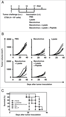Figure 3. Vaccination with the combination of a peptide, tumor lysate, and baculovirus induces therapeutic antitumor responses. (A) Mice were inoculated subcutaneously with CT26 tumor cells (4 × 105) on day 0, and then treated intradermally with PBS, the tumor lysate alone, baculovirus alone, BL, or BLP at a 1- to 2-mm distance from the established tumors on days 3, 10, and 17 (n = 5 per group). (B) Tumor size measurements. Each line represents an individual mouse. (C) Survival curve. Similar results were obtained in 3 independent experiments.