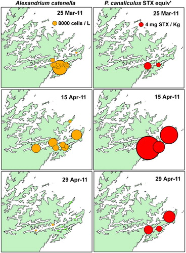 Figure 9 Distribution of A. catenella cells and toxicity of Greenshell™ mussels (Perna canaliculus) during early (25 March 2011), mid (15 April 2011) and late (29 April 2011) phases of the bloom.
