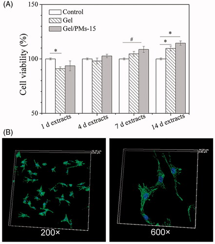 Figure 3. (A) Cell cytotocity of pure photopolymerizable hydrogel (Gel) and the complex hydrogel (Gel/PM-15). Standard culture medium was used as a positive control, #p < .05, *p < .01; (B) Cell adhesion of MC3T3-E1 cells at 12 h after seeding on the surface of the Gel/PM-15 under confocal laser scanning microscopy (200× and 600×). DAPI staining for nuclei and FITC- phalloidin staining for cytoskeletal F-actin fibres.