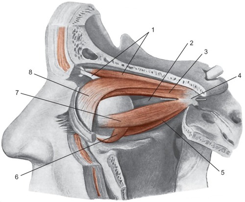 Figure 4 Diagram showing the elevator muscle of the upper eyelid and extrinsic muscle of the eyeball, after lifting the cranial vault and the lateral wall of the orbit.