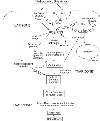 Figure 3 Schematic diagram illustrating a probable sequence of events resulting from exposure to high levels of hydrophobic bile acids (HBAs) that accompany a high-fat diet. This exposure leads to HBA-induced generation of ROS/RNS, activation of survival pathways (eg, autophagy, NF-κB), the generation of cells with genomic instability (eg, mutations, aneuploidy) and clonal selection of mutant cells with survival and proliferative advantages. The end results are the production of adenomas that progress to colon cancer. The epithelial cells of the colon of a person on a Western-style (high-fat/low vegetable/low micronutrient) diet are probably in a persistant “war zone” (bombardment with HBA-induced ROS/RNS, presence of food carcinogens, toxins, etc.). Cells in different stages of progression to malignancy are thus persistently receiving damages to their genome, resulting in clones of cells that are selected for survival in the adverse environment of the colon. While cells in the previous population, if receiving excessive DNA damage, underwent cell death altruistically for the overall benefit of the organism, the new clones of cells may behave selfishly. The new clones may acquire resistance to apoptosis and undergo clonal selection on the basis of their survival advantage, even when their DNA is damaged and after their genomes become unstable. This allows progression to adenomas and colon cancer.