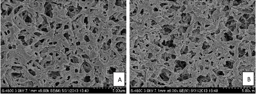 Figure 2. SEM of PA6 and PA6-AQS.