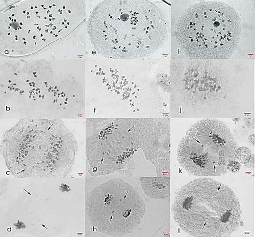 Figure 7. Meiosis I cells of Saccharum officinarum L. (OIO, 1000×): (a–d) var. VMC 86-550: (a) diakinesis with 51II; (b) non-congression at metaphase I; (c) anaphase I with laggards; (d) telophase I with laggards. (e–h) var. VMC 87-599: (e) diakinesis with 45II; (f) non-congression at metaphase I; (g) anaphase I with laggards; (h) telophase I with laggards. (i–l) var. PSR 00-161: (i) diakinesis with 45II; (j) non-congression at metaphase I; (k) anaphase I with laggards; (l) telophase I with laggards.