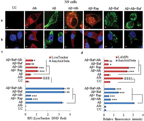 Figure 9. Alborixin caused clearance of Aβ through formation of autolysosomes in N9 cells. (A) Double staining of cells with LysoTracker DND Red (80 nM) and Aβ1-42-HiLyte fluor 488 (2 μg/ml) showed reduced level of Aβ with increasing LysoTracker DND Red fluorescence after treatment with alborixin. However, red fluorescence was highly reduced, when, cells were co-treated with alborixin and bafilomycin A1 (20 nM). (B) Immunofluorescence staining of N9 cells against LAMP1 in presence of Aβ1-42-Hilyte Fluor 488 and DAPI. For both representative Figure 9A and B, RFI was calculated from at least 500 cells from each sample and then final average RFI of each sample was calculated from 3 independent experiments (3n), the data are given in Figure 9C & D. Scale bar for confocal images: 5 µm for zoomed-in images. Statistical comparisons in all the experiments were made as shown in the figures by using Bonferroni test. p values ***p < 0.001, **p < 0.01, *p < 0.05 or @@@p < 0.001, @@p < 0.01, @p < 0.05.