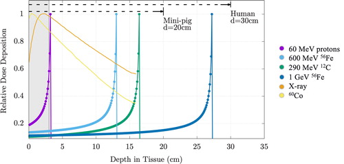 Figure 3. Bragg peak and depth dose characteristics of space radiation. Shown in the figure are the calculated Bragg peaks and relative dose deposition for ions at energies commonly used in space radiation studies. These are compared to the x-ray and gamma sources used as surrogate radiations for RBE quantification. This effect is very pronounced for fast moving, charged particles. Shown are 60 MeV protons (hydrogen, purple), 600 MeV/n 56Fe (iron, light blue), 290 MeV/n 12C (carbon, green), 1 GeV/n 56Fe (iron, dark blue), x-ray (orange dotted line), and 60Co (cobalt, yellow dotted line). The shaded gray area, representing the average diameter of a mouse, demonstrates that the Bragg peak, and thus the majority of dose deposition, is outside the mouse body for SPE protons (energies 50 MeV/n) and GCR ions. Figure reprinted with permission from Chancellor et al.Citation2 under the Creative Commons license.